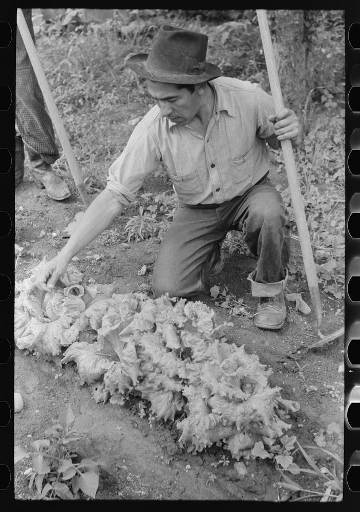 [Untitled photo, possibly related to: Spanish-American farmer working in his garden, Chamisal, New Mexico] by Russell Lee