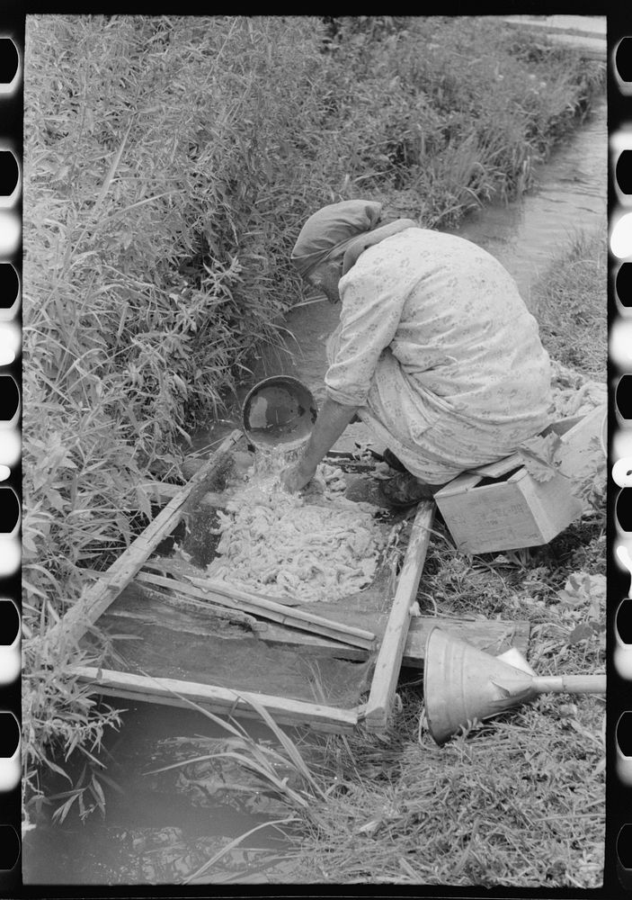 Spanish-American woman washing wool in irrigation ditch, Chamisal, New Mexico. Raw wool is used to stuff matresses by…
