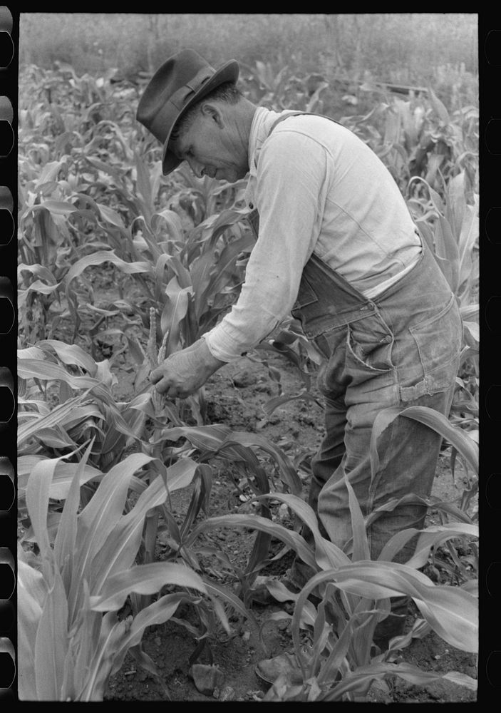 Corn is one of the main crops of the Spanish-Americans at Chamisal, New Mexico by Russell Lee