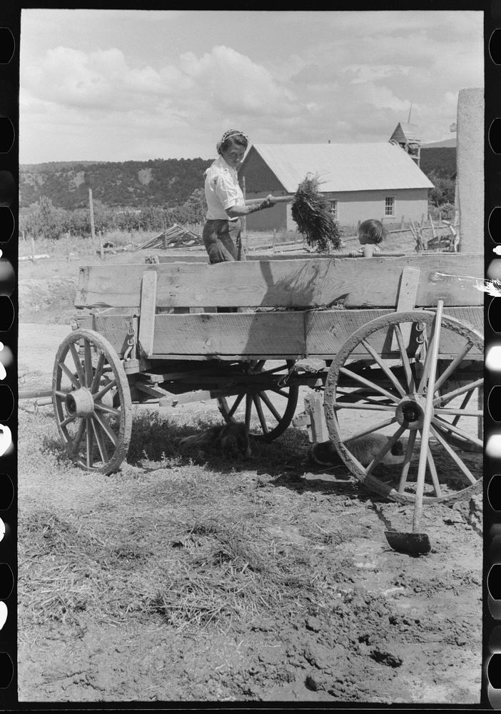 [Untitled photo, possibly related to: Spanish-American woman pitching straw out of wagon. Straw will be used to make…