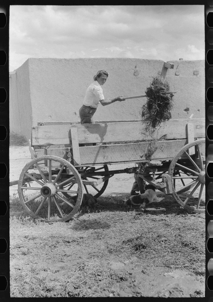 Spanish-American woman pitching straw out of wagon. Straw will be used to make plaster. Chamisal, New Mexico by Russell Lee