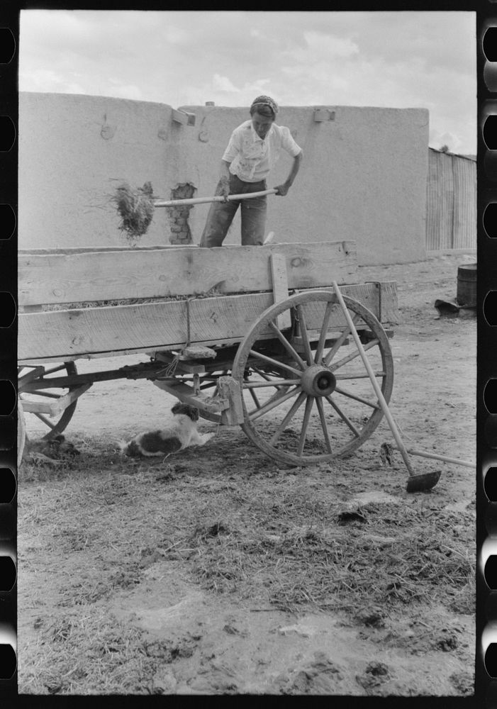 [Untitled photo, possibly related to: Spanish-American woman pitching straw out of wagon. Straw will be used to make…