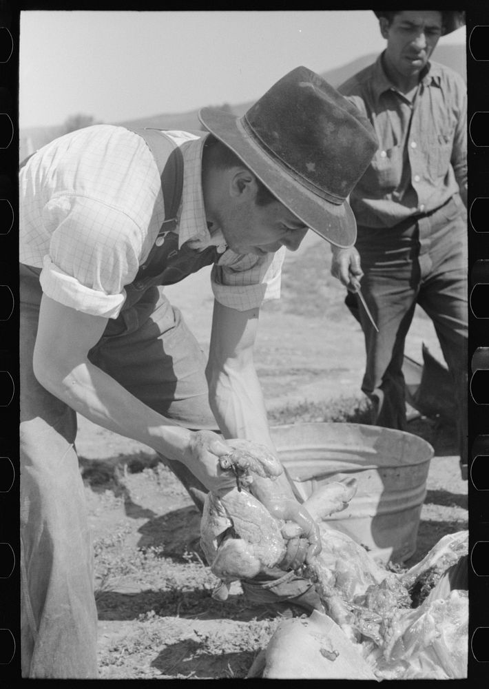 Removing liver from slaughtered hog. Chamisal, New Mexico by Russell Lee