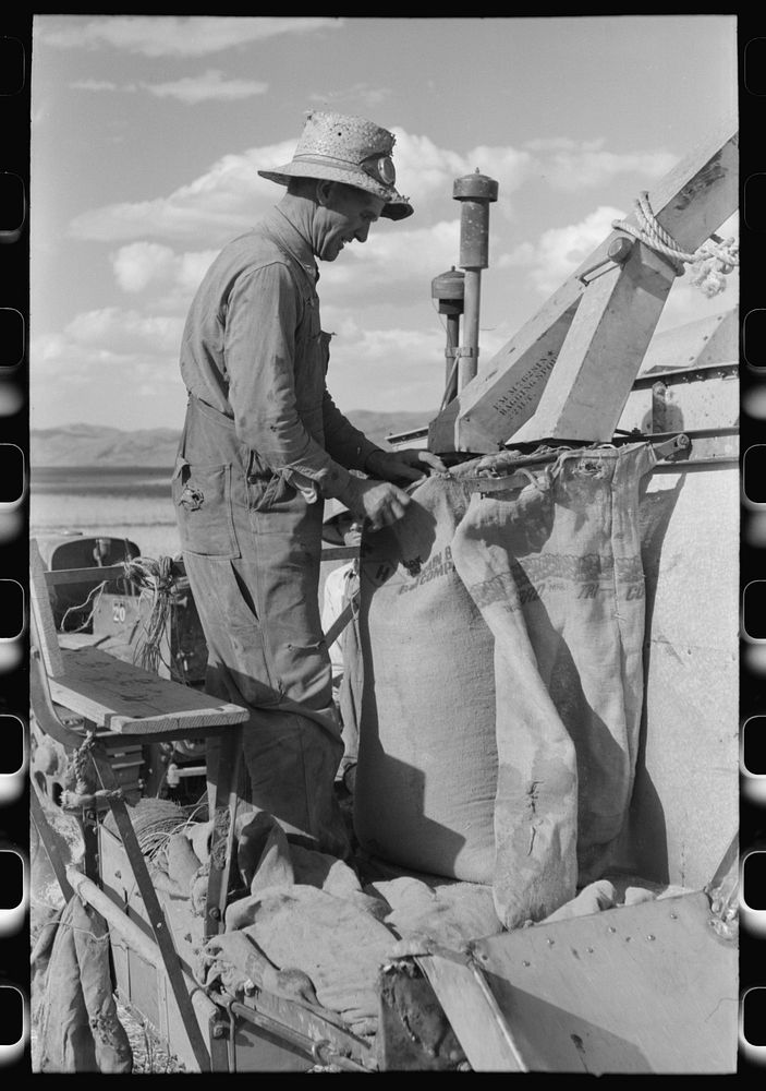 Mormon farmer who lives in Snowville, Utah and who farms in Oneida County, Idaho, bagging wheat by Russell Lee