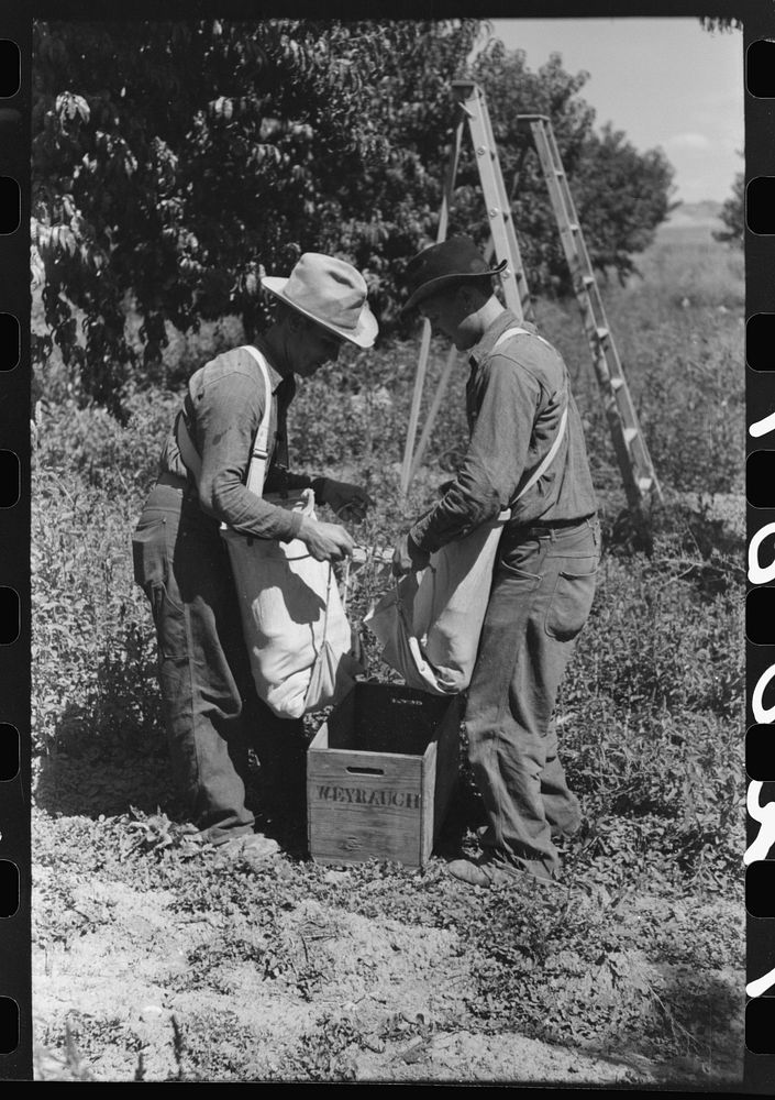 Fruit pickers emptying their sacks of peaches into crates, Delta County, Colorado by Russell Lee