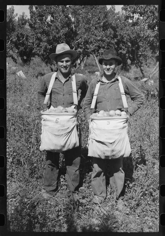 Peach pickers with sackful of peaches, Delta County, Colorado. These are local boys by Russell Lee