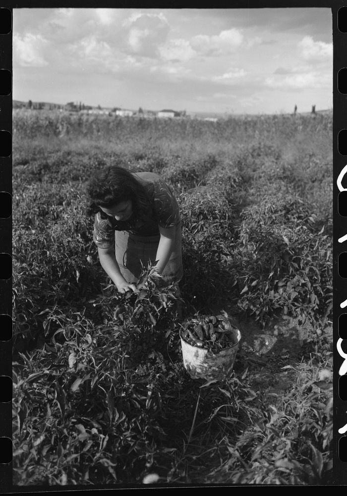 [Untitled photo, possibly related to: Spanish farmer's wife and daughter picking chili peppers, Concho, Arizona] by Russell…