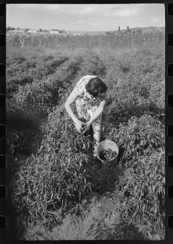 [Untitled photo, possibly related to: Spanish farmer's wife and daughter picking chili peppers, Concho, Arizona] by Russell…