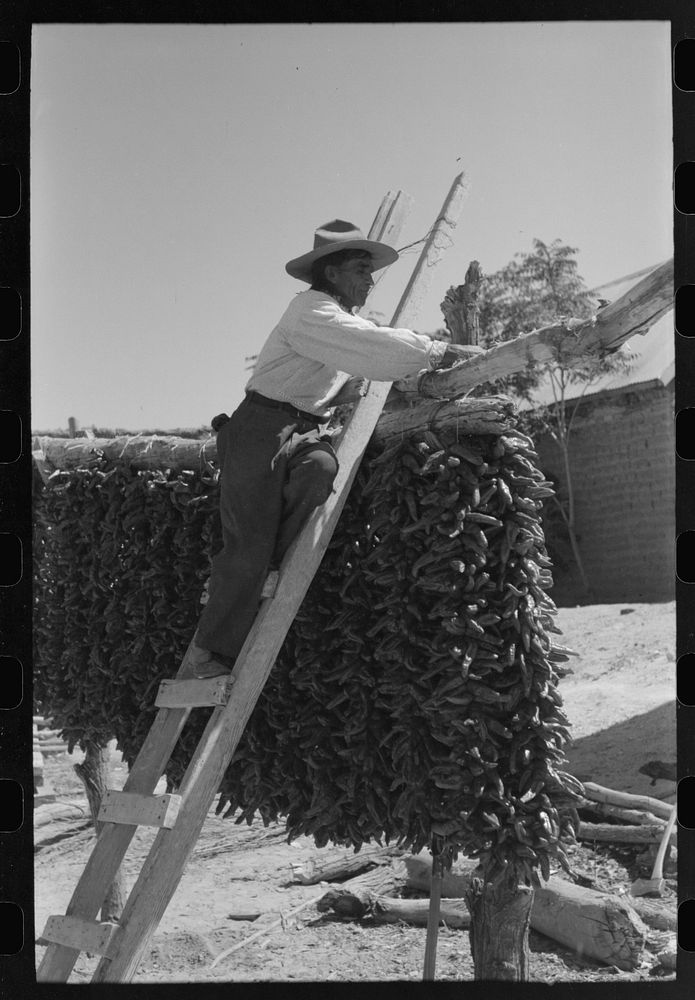 Hanging up chili peppers for drying, Isletta, New Mexico by Russell Lee