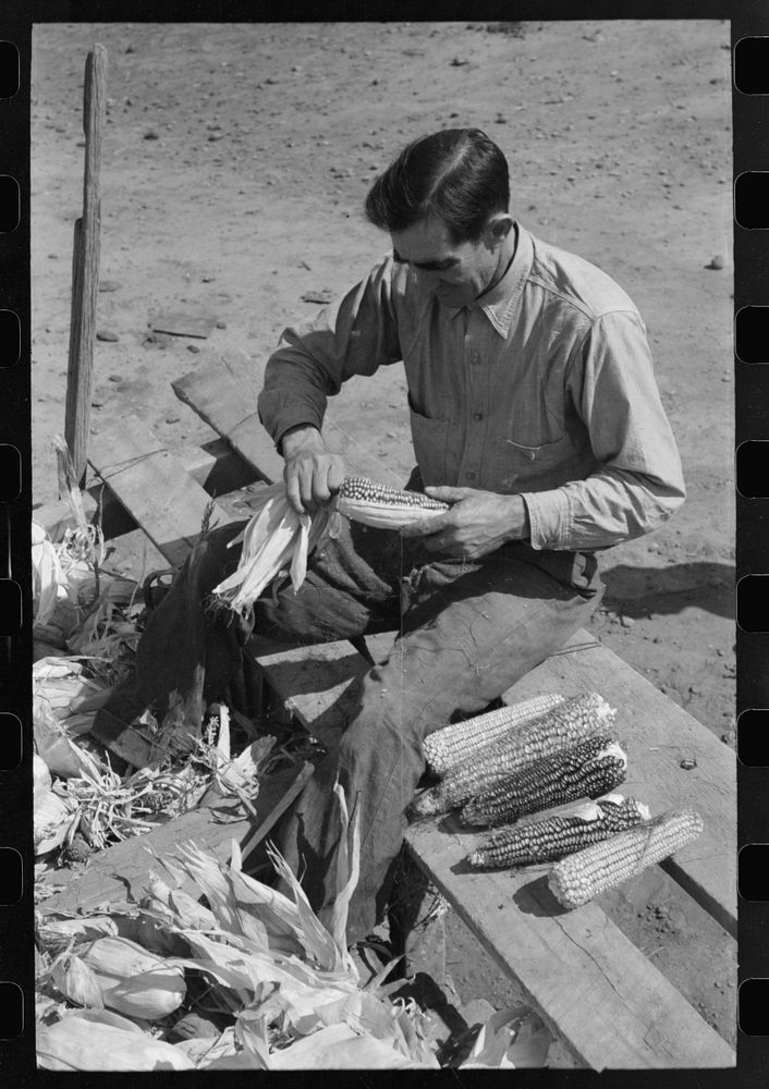 Farmer of Spanish extraction husking corn, Concho, Arizona by Russell Lee