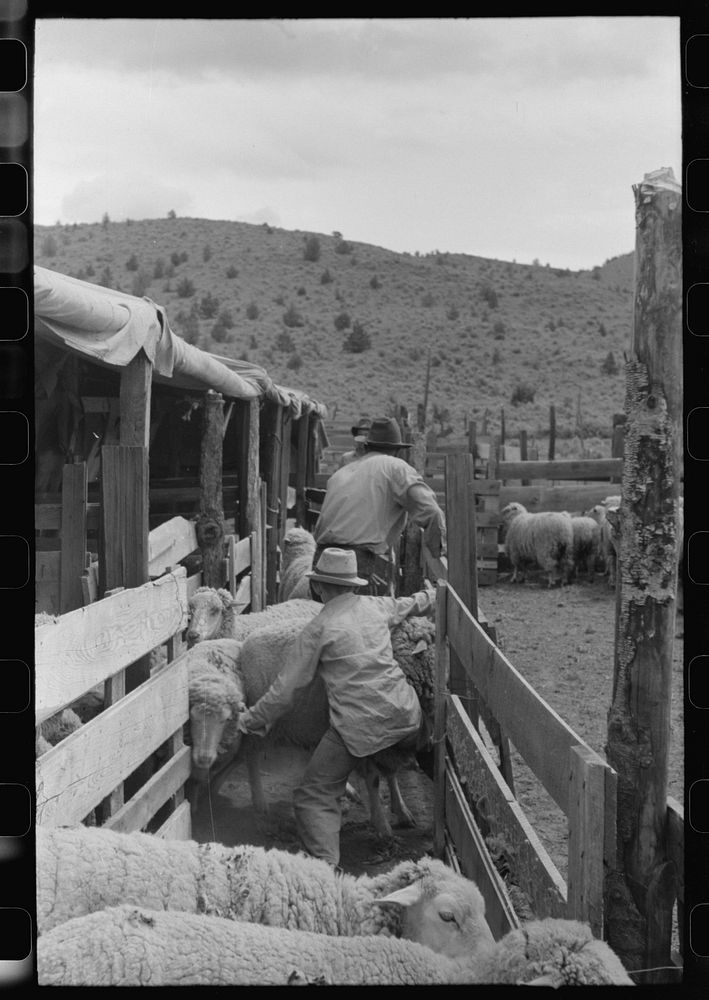 Driving sheep into shearing pen, Malheur County, Oregon by Russell Lee
