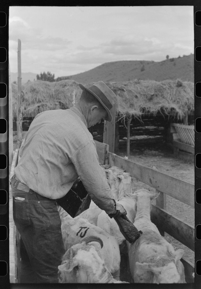 Marking freshly shorn sheep. Malheur County, Oregon by Russell Lee