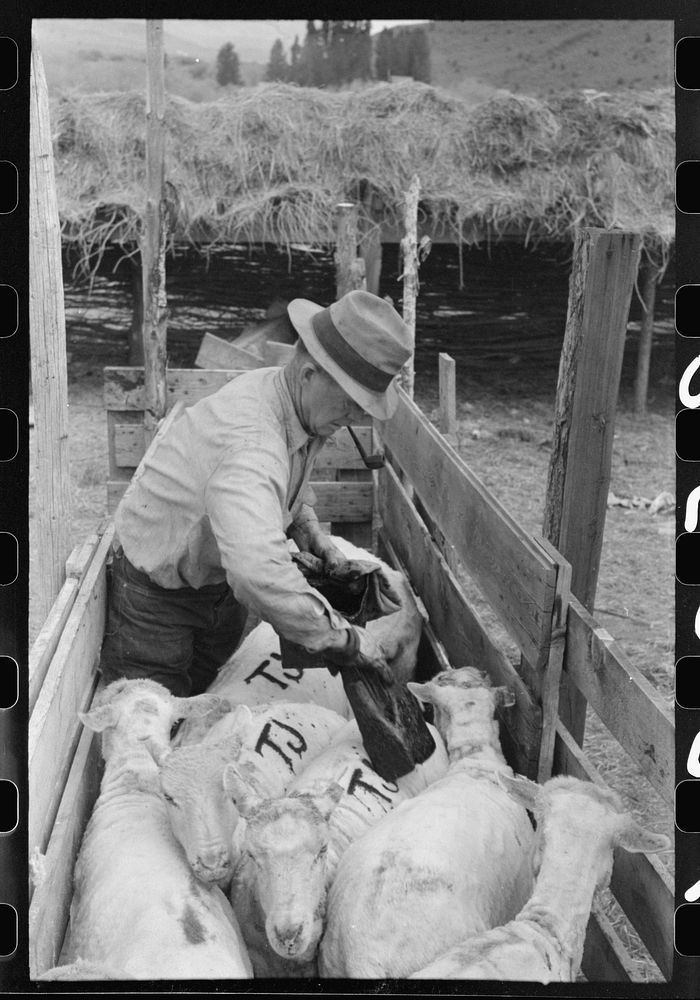 [Untitled photo, possibly related to: Marking freshly shorn sheep. Malheur County, Oregon] by Russell Lee