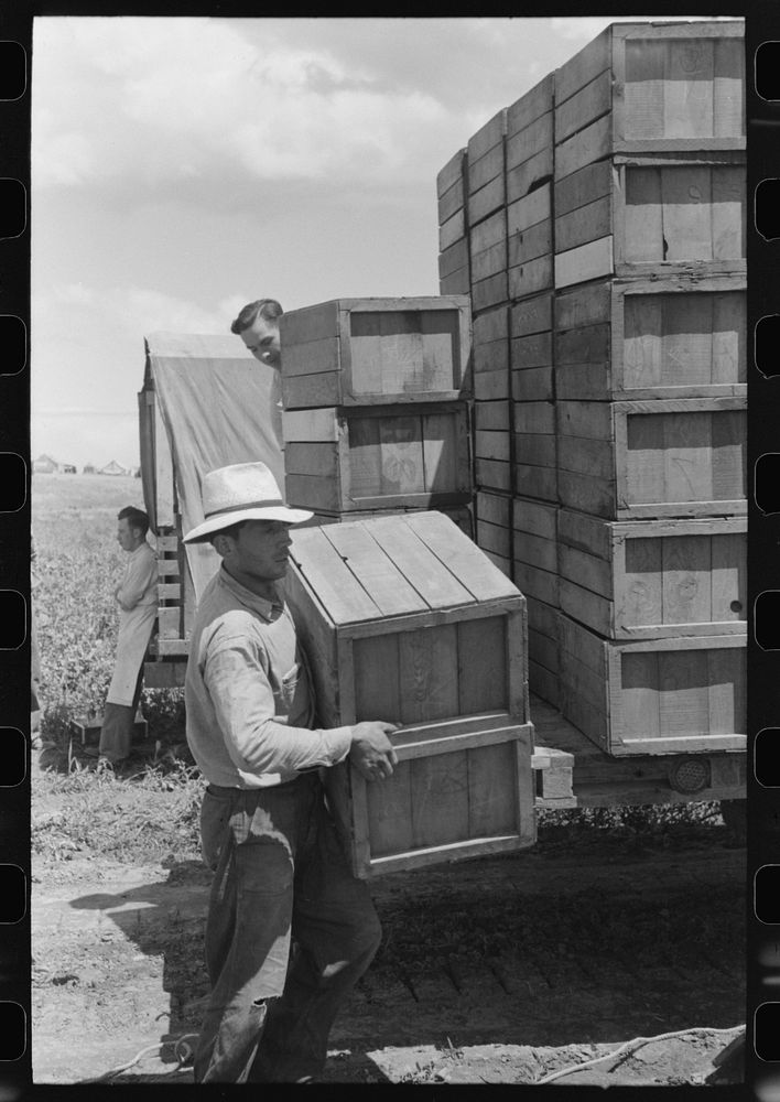 Packing crates of peas onto truck. They will be taken into town and packed for shipment. Contractor's pea pickers camp.…
