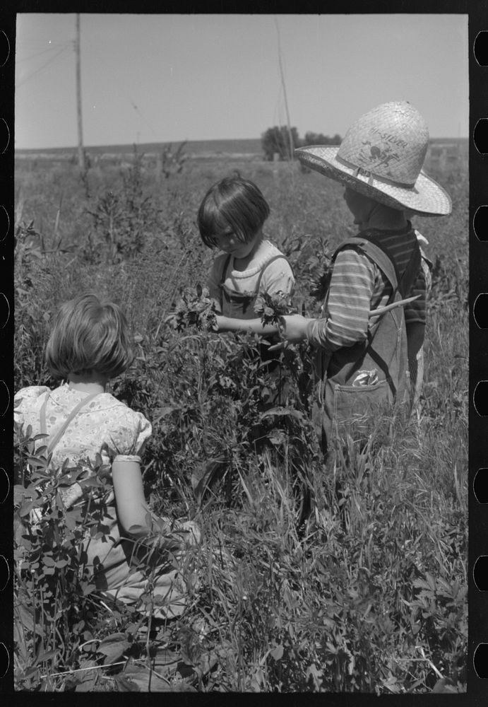 [Untitled photo, possibly related to: Child of farm worker who lives at the FSA (Farm Security Administration) labor camp.…
