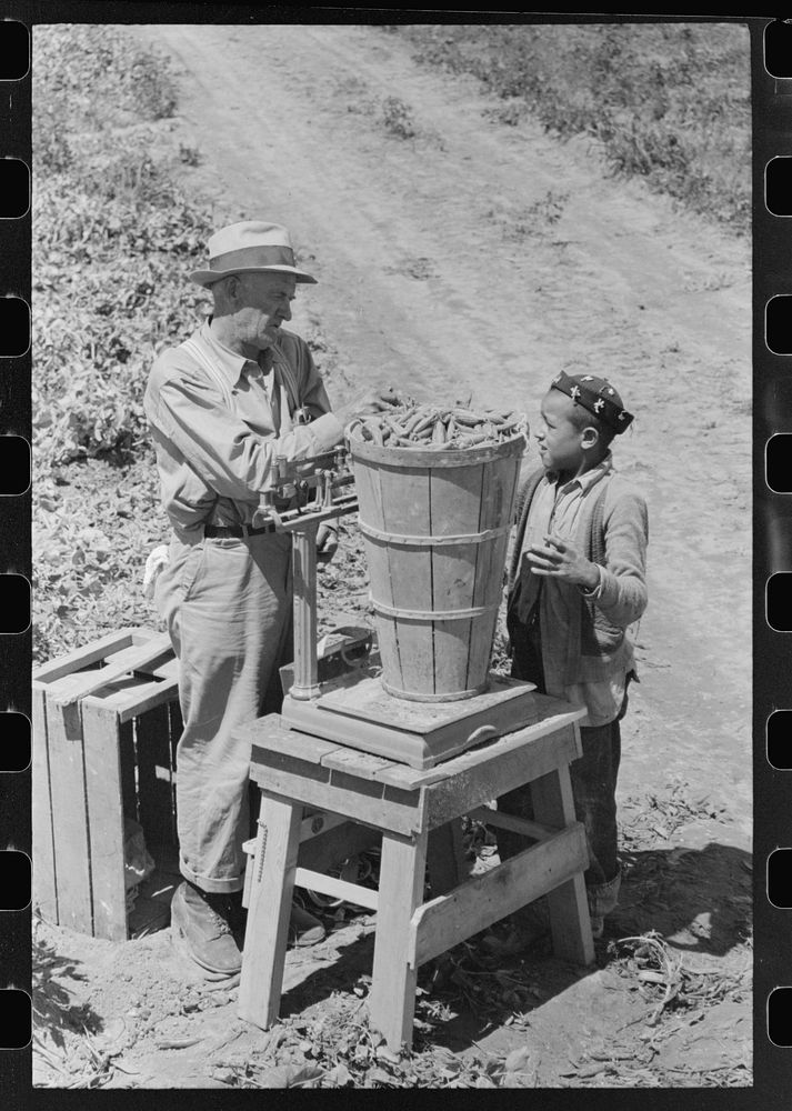Weighing in a hamper of peas. Labor contractor's pea pickers crew, Nampa, Idaho. by Russell Lee