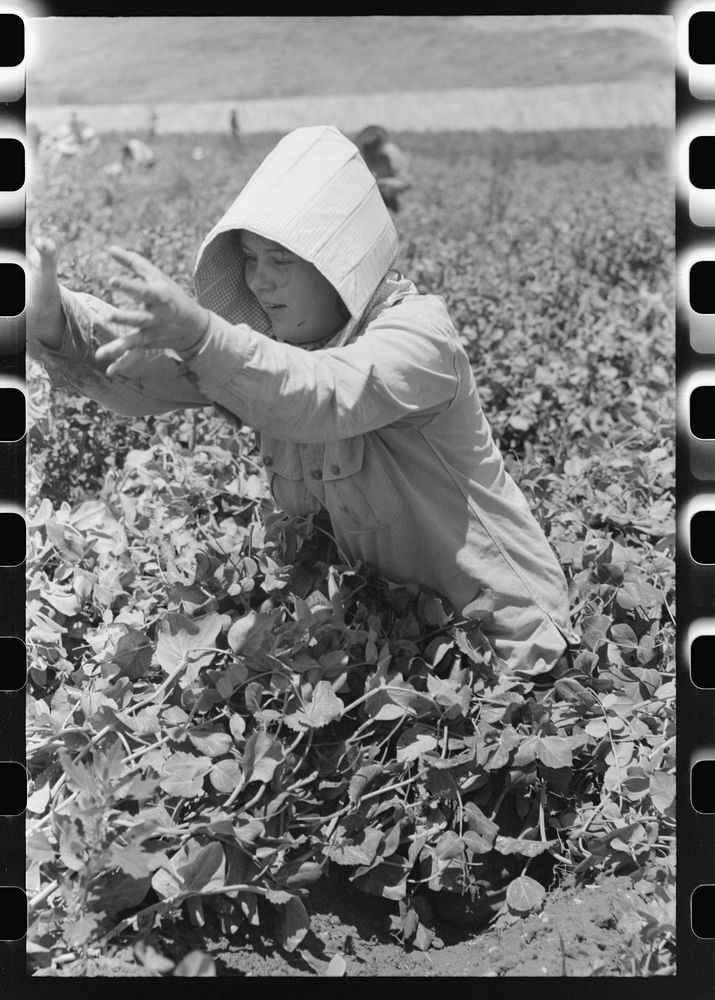 [Untitled photo, possibly related to: Picking peas, labor contractor's crew. Nampa, Idaho.] by Russell Lee
