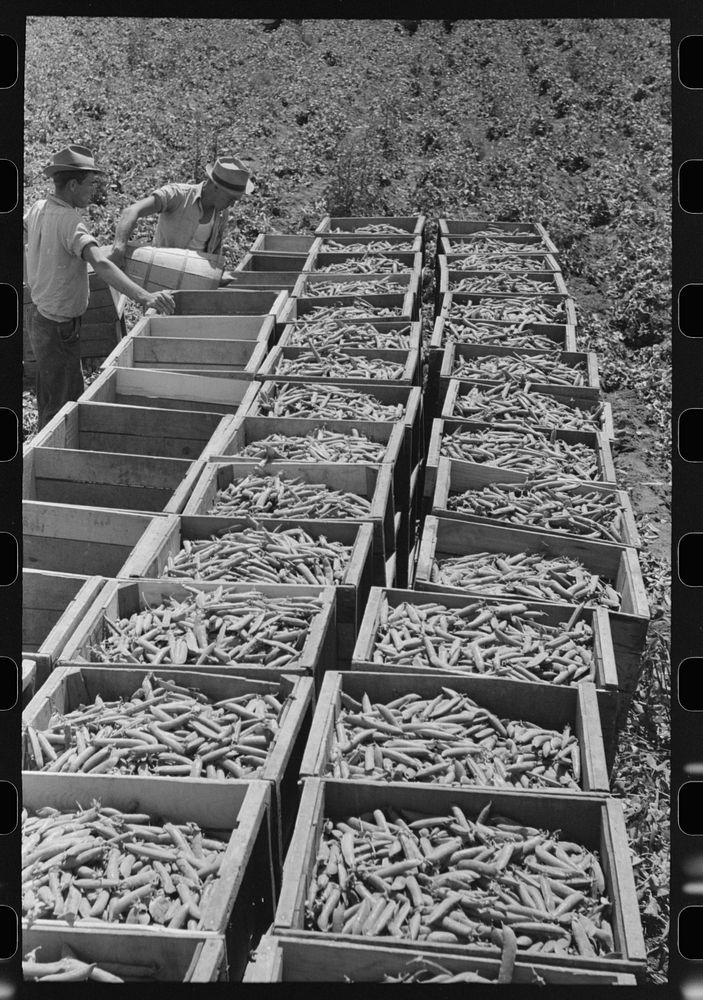 Crates of freshly-picked green peas. Nampa, Idaho by Russell Lee