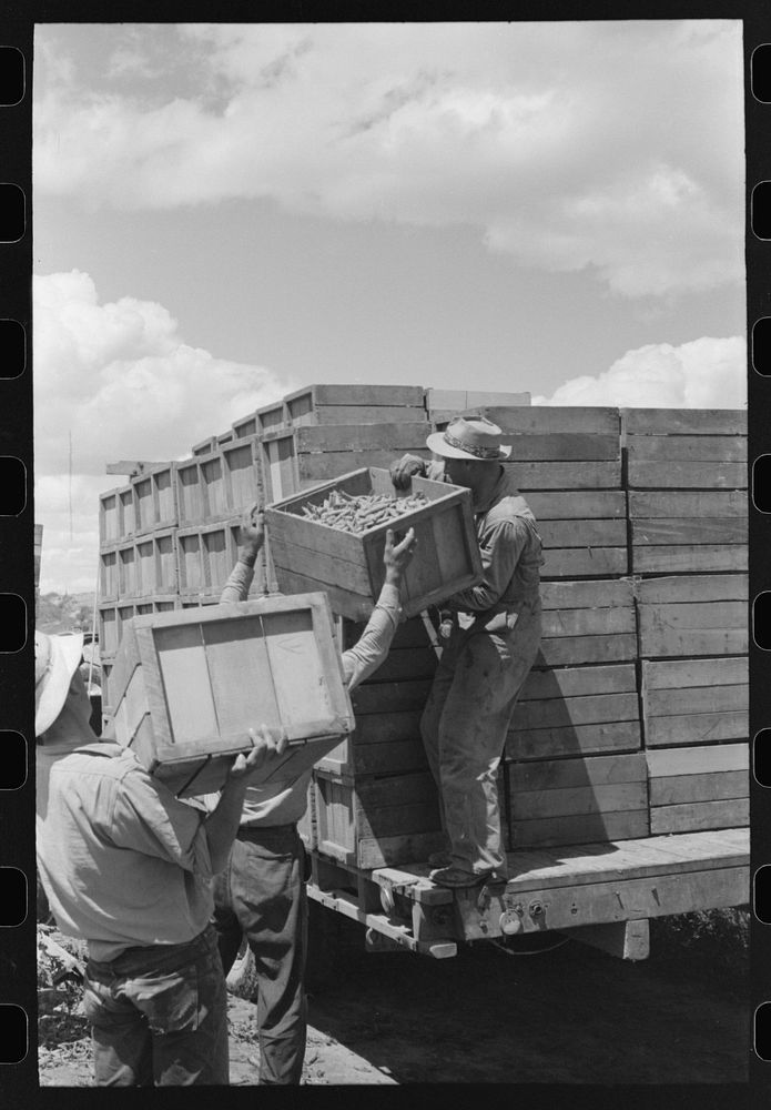 [Untitled photo, possibly related to: Tying crates of peas on truck for transporting to town where they will be packed for…