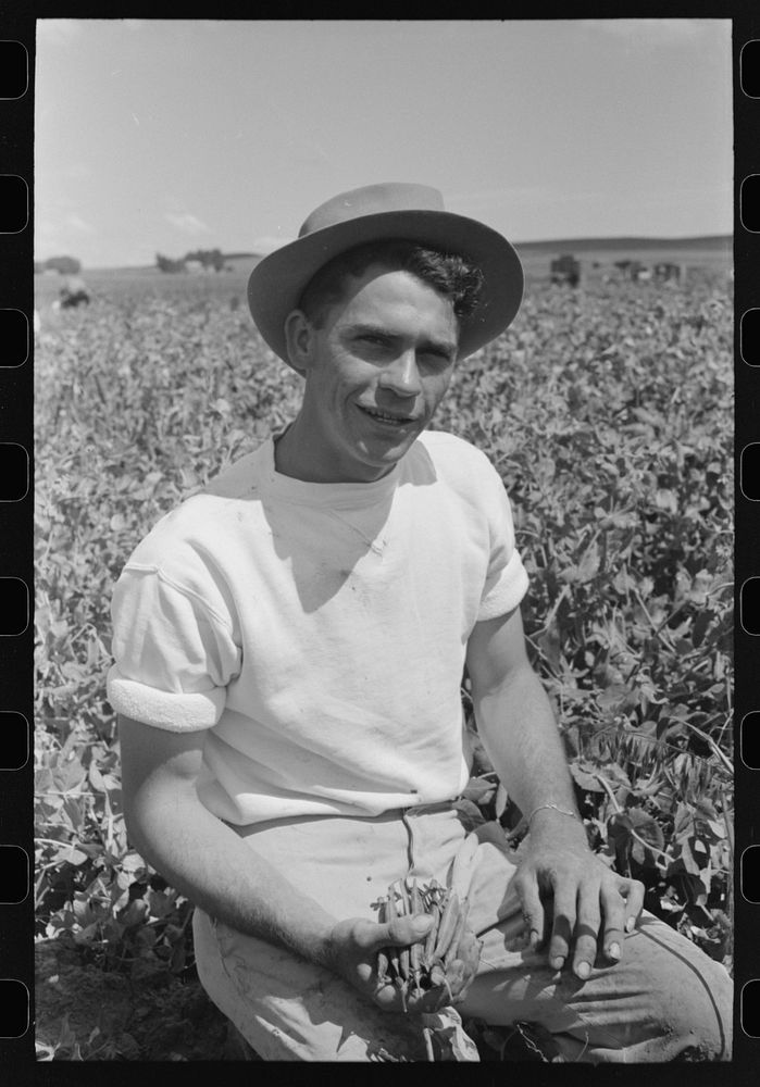 Pea picker who travels with labor contractor. Nampa, Idaho by Russell Lee
