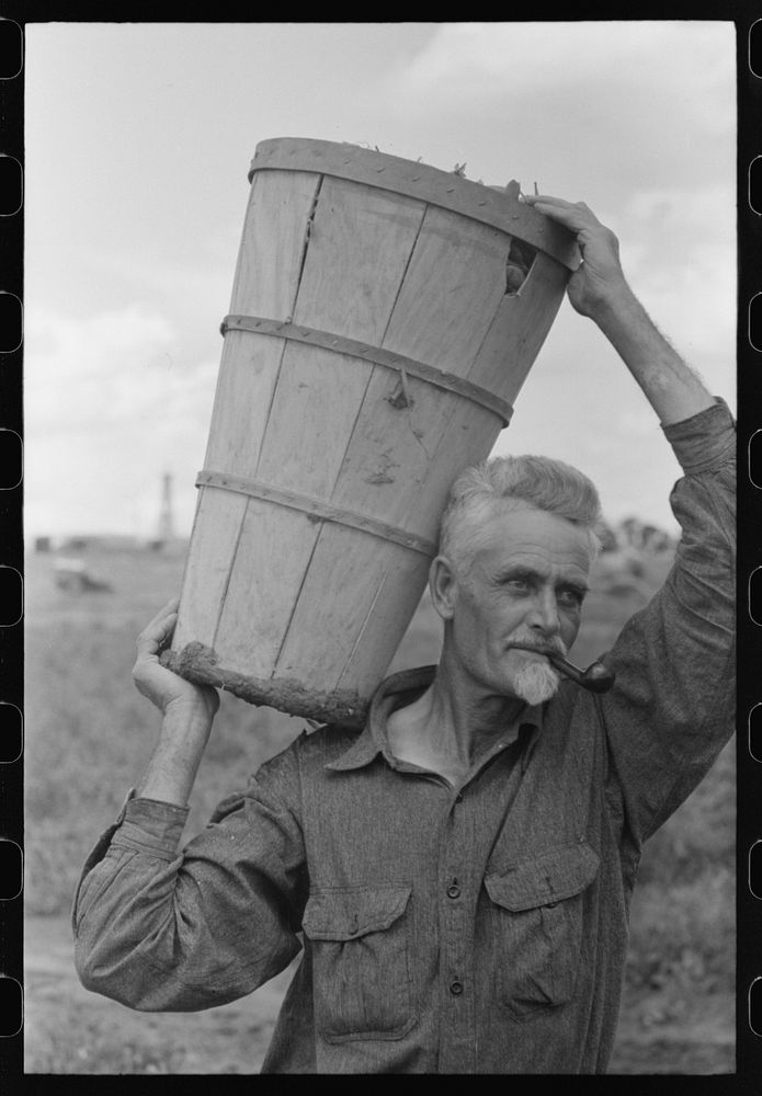 Pea picker with hamper of peas, Nampa, Idaho by Russell Lee