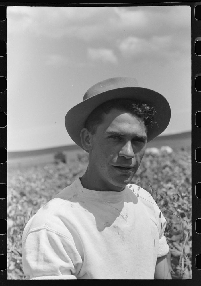 [Untitled photo, possibly related to: Labor contractor's crew at work in pea fields. Truck which will carry the crates of…