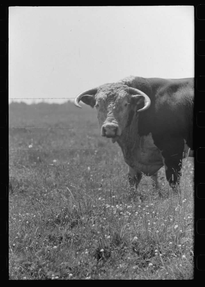 [Untitled photo, possibly related to: Bull's head. Cruzen Ranch, Valley County, Idaho] by Russell Lee