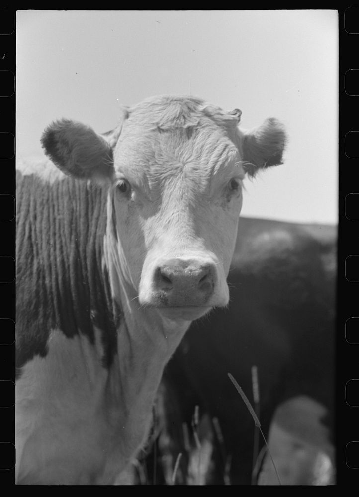[Untitled photo, possibly related to: Yearling, Cruzen Ranch, Valley County, Idaho] by Russell Lee