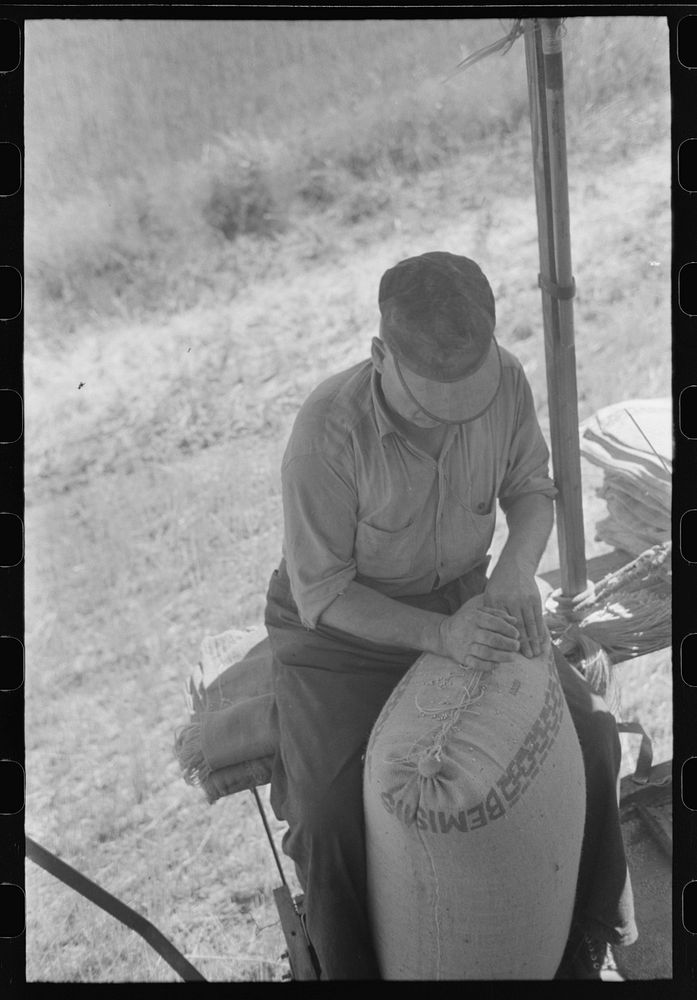 Walla Walla County, Washington. Wheat farmer on a combine sewing up the Bemis bags of harvested wheat by Russell Lee
