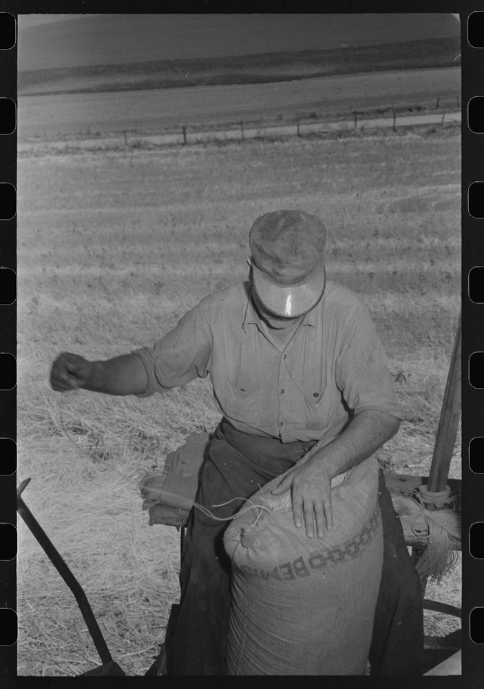 Walla Walla County, Washington. Wheat farmer sewing up the Bemis bags of wheat by Russell Lee