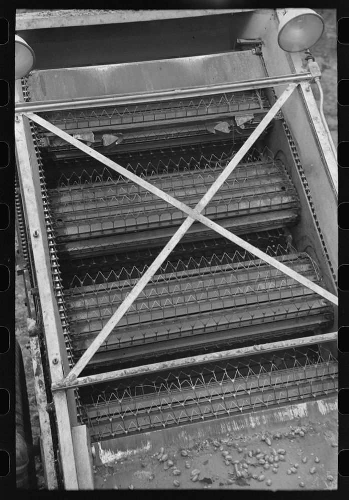 [Untitled photo, possibly related to: Detail of cleaning apparatus on portable-type mechanical hop picker, Yakima Chief Hop…