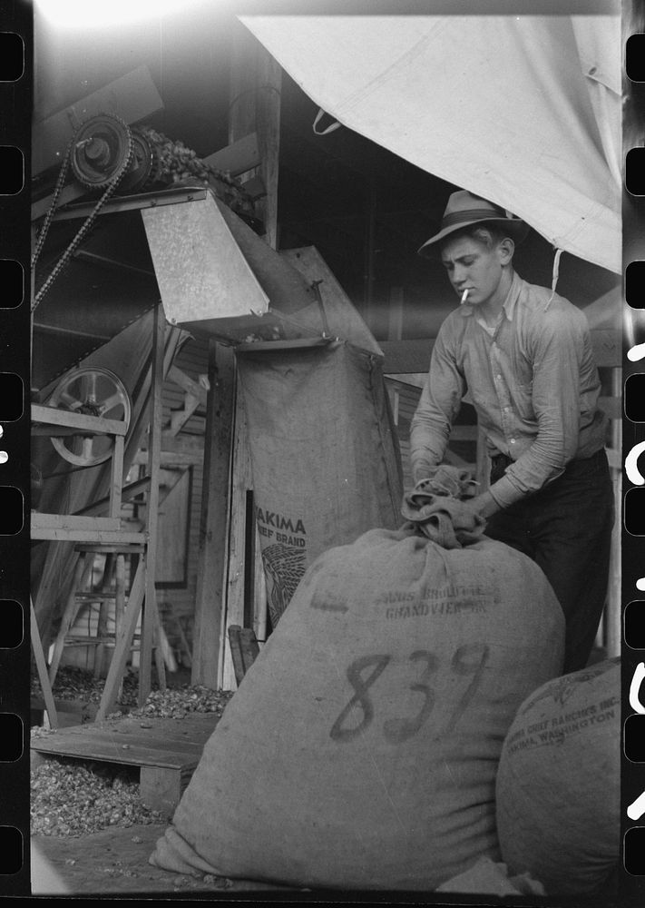 Sacking hops after they have been picked by portable-type mechanical picker and then repicked by hand workers. Yakima Chief…