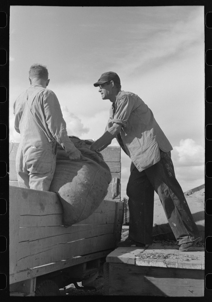 Loading sack of hops into wagon for transporting to kiln, Yakima County, Washington by Russell Lee