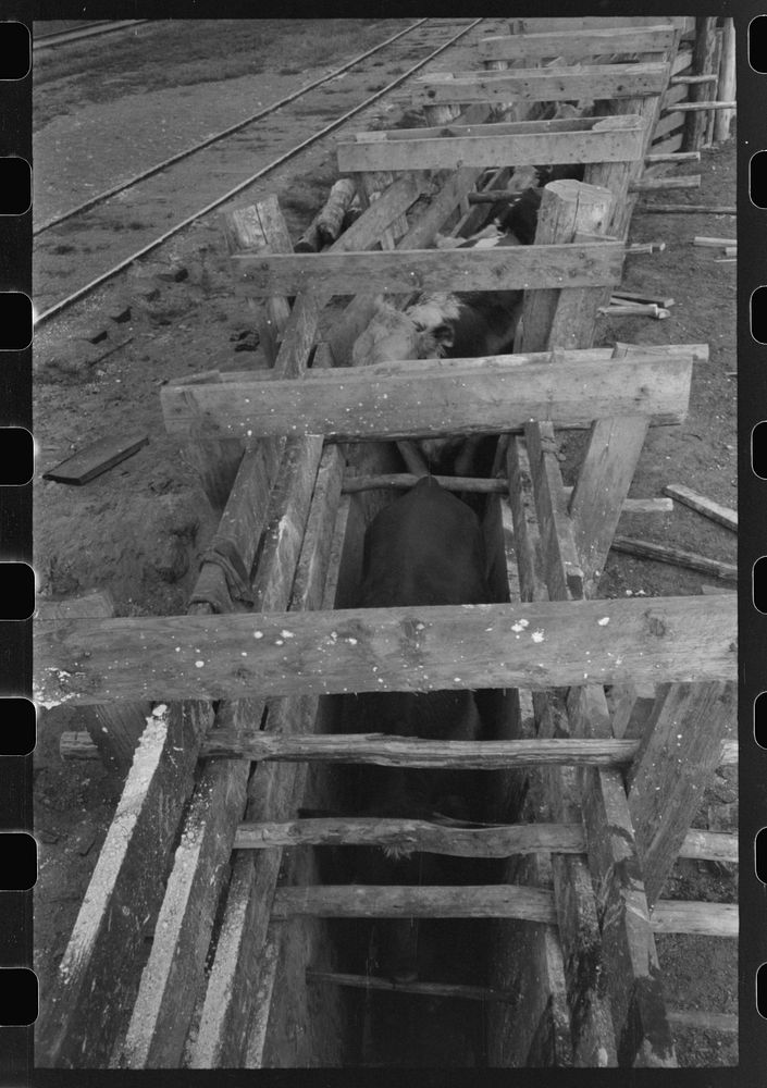 [Untitled photo, possibly related to: Cattle being treated with blue vitriol solution for hoof rot, Cruzen Ranch, Valley…