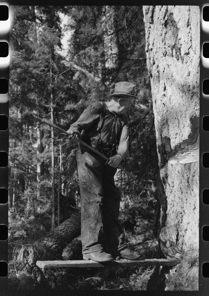 [Untitled photo, possibly related to: The two fallers saw down a tree, Long Bell Lumber Company, Cowlitz County, Washington]…