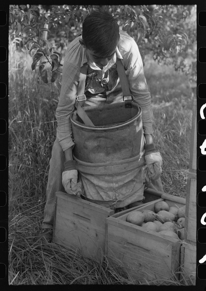 Pear picker, Hood River, Oregon by Russell Lee