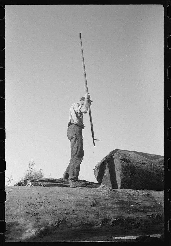 [Untitled photo, possibly related to: Scaler who measures and determines extent of rot in logs, Tillamook, Oregon] by…