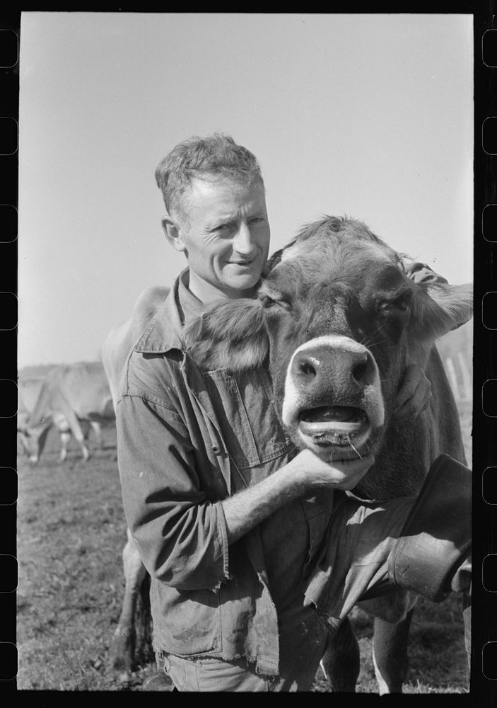 FSA (Farm Security Administration) rehabilitation borrower who is a dairy farmer with one of his cows, Tillamook County…