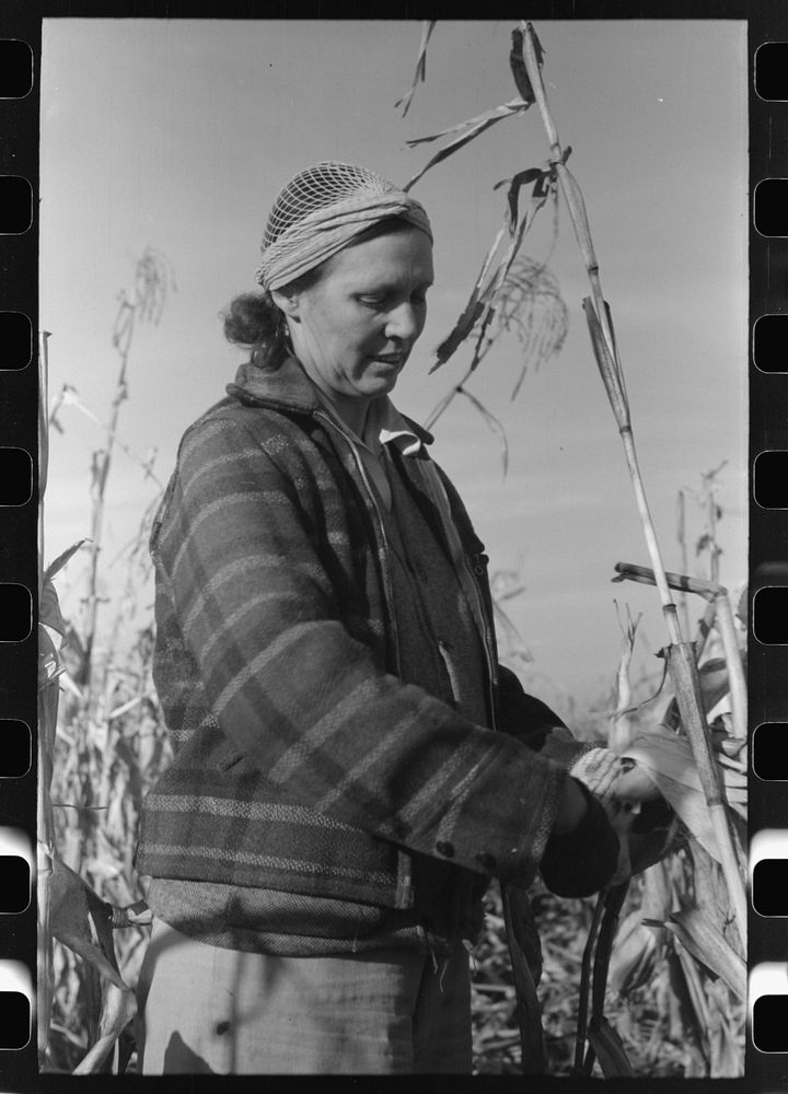 Farmer (widow) husking corn. She lives on Black Canyon Project and has a FSA (Farm Security Administration) loan. Canyon…