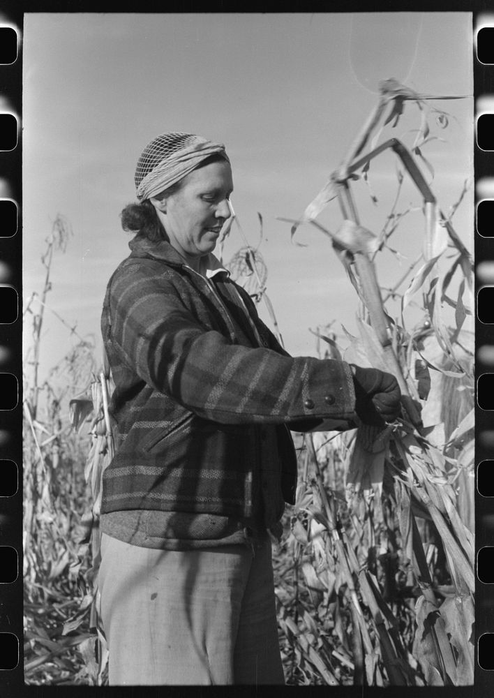 [Untitled photo, possibly related to: Farmer (widow) husking corn. She lives on Black Canyon Project and has a FSA (Farm…
