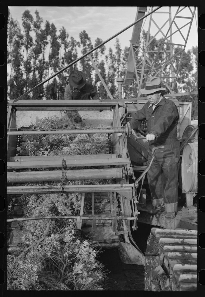 [Untitled photo, possibly related to: Machine which transports the harvested guayule to chopping apparatus, Salinas…