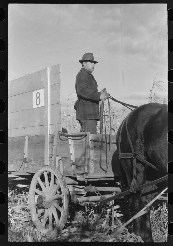 [Untitled photo, possibly related to: Farmer driving wagon used at cornhusking contest, Ontario, Oregon] by Russell Lee