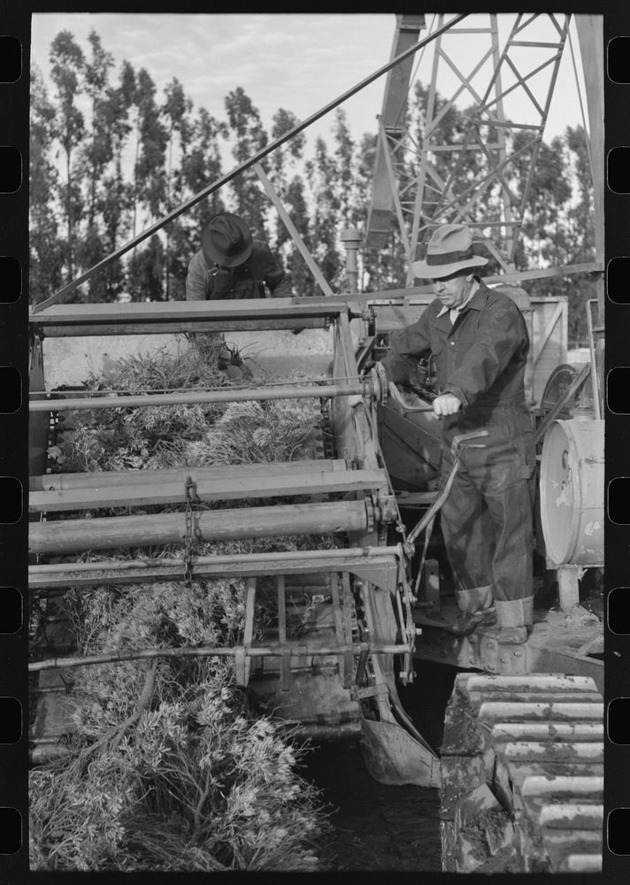 Machine which transports the harvested guayule to chopping apparatus, Salinas, California by Russell Lee