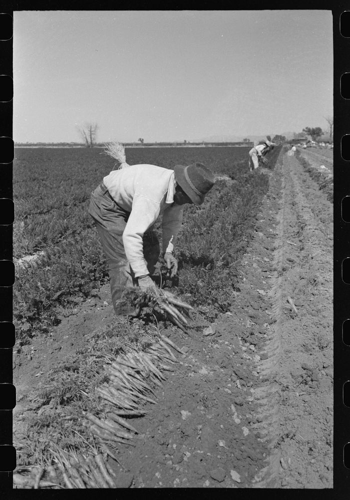 Agricultural workers bunching carrots, Yuma County, Arizona by Russell Lee