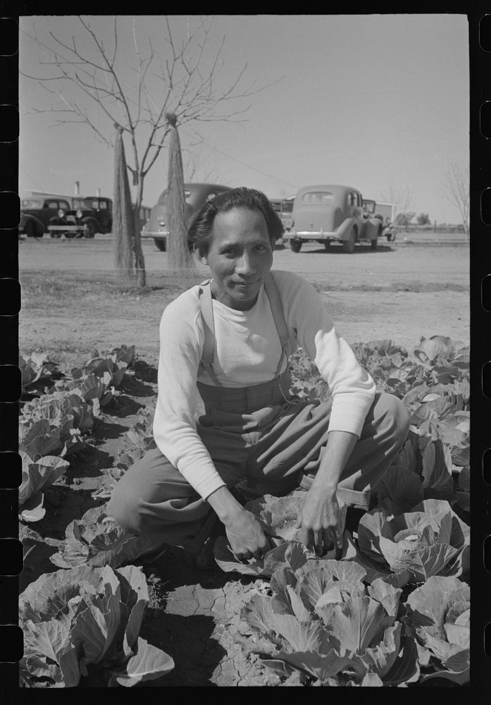 Agricultural worker in cabbage fields. Yuma County, Arizona by Russell Lee