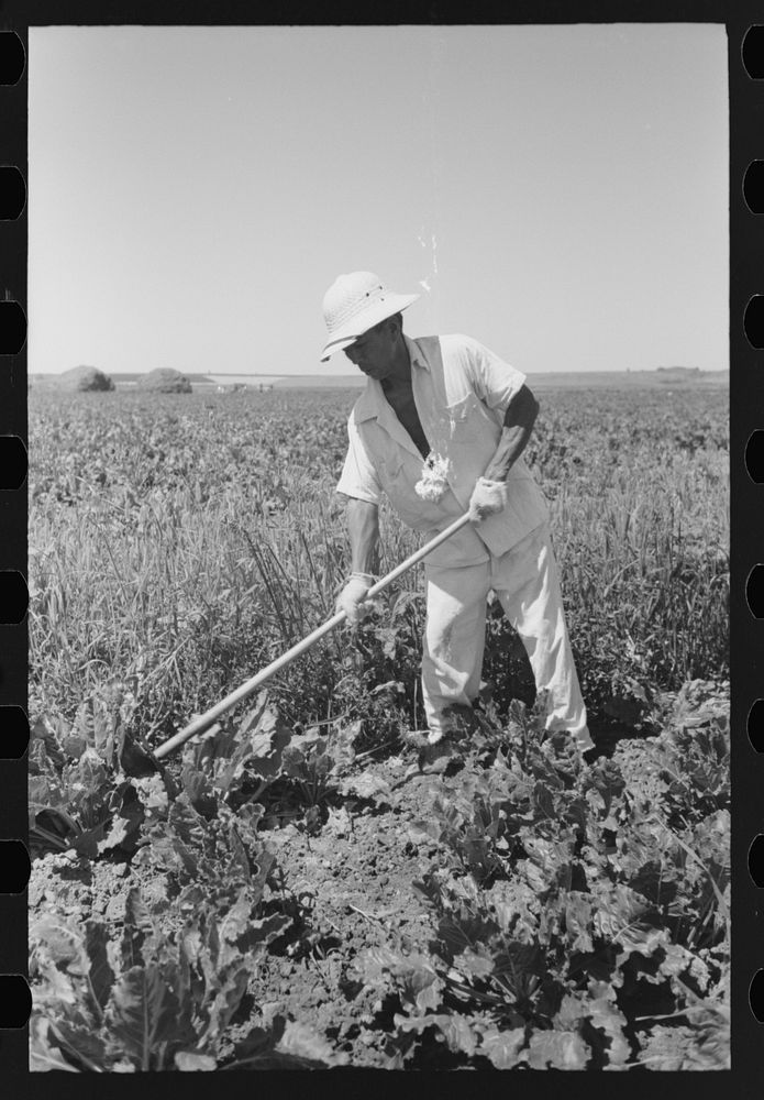 Nyssa, Oregon. FSA (Farm Security Administration) mobile camp. A Japanese-American working in the sugar beets by Russell Lee