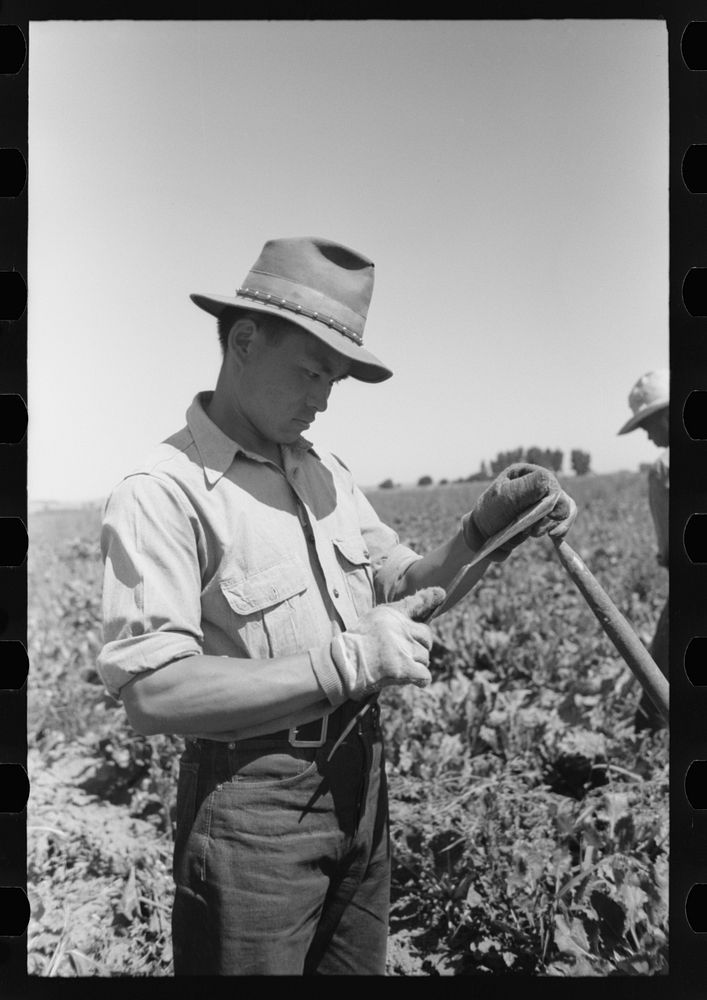 Nyssa, Oregon. FSA (Farm Security Administration) mobile camp. A Japanese-American farm worker sharpening a hoe by Russell…