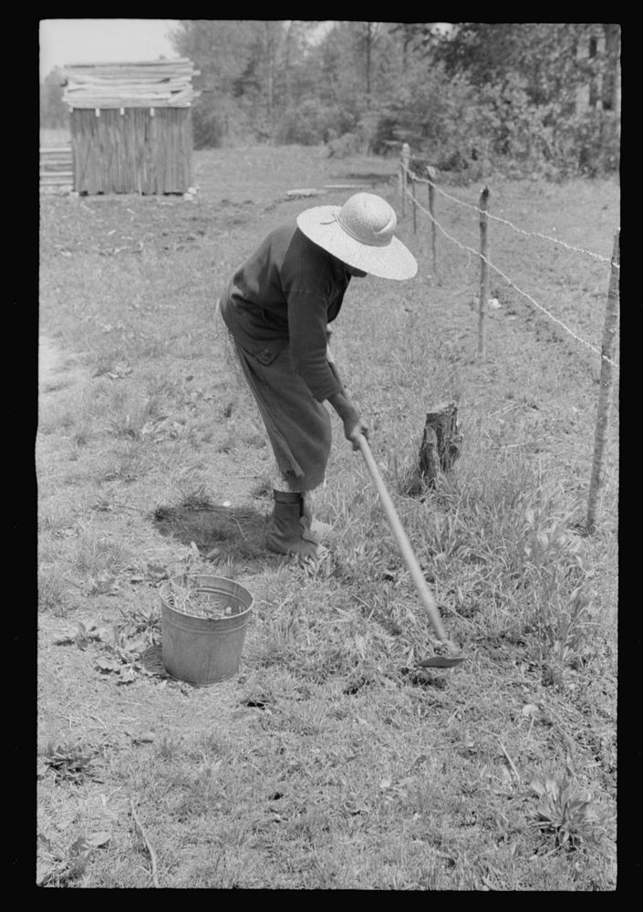  woman tending her garden near Princess Anne, Maryland. Sourced from the Library of Congress.