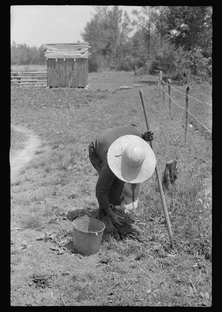[Untitled photo, possibly related to:  woman tending her garden near Princess Anne, Maryland]. Sourced from the Library of…