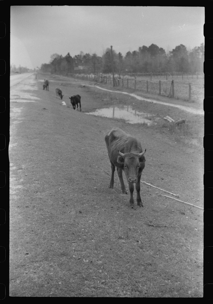 [Untitled photo, possibly related to: Cattle and hogs graze along the roadside in the lowlands, near Hinesville, Georgia].…